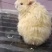 仓鼠