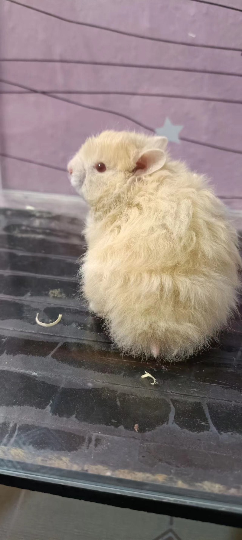 仓鼠