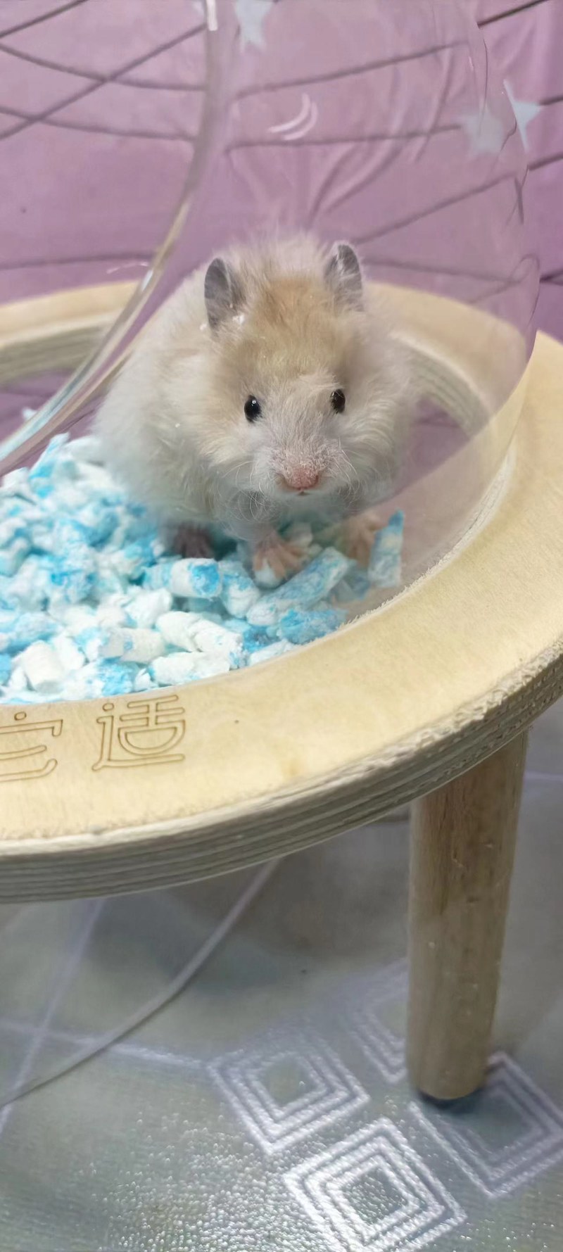 仓鼠