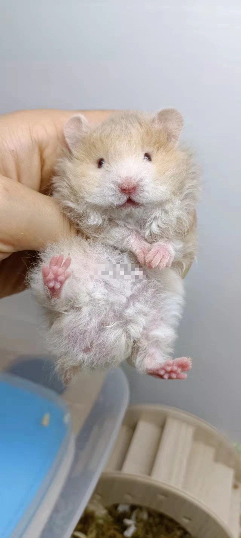 仓鼠