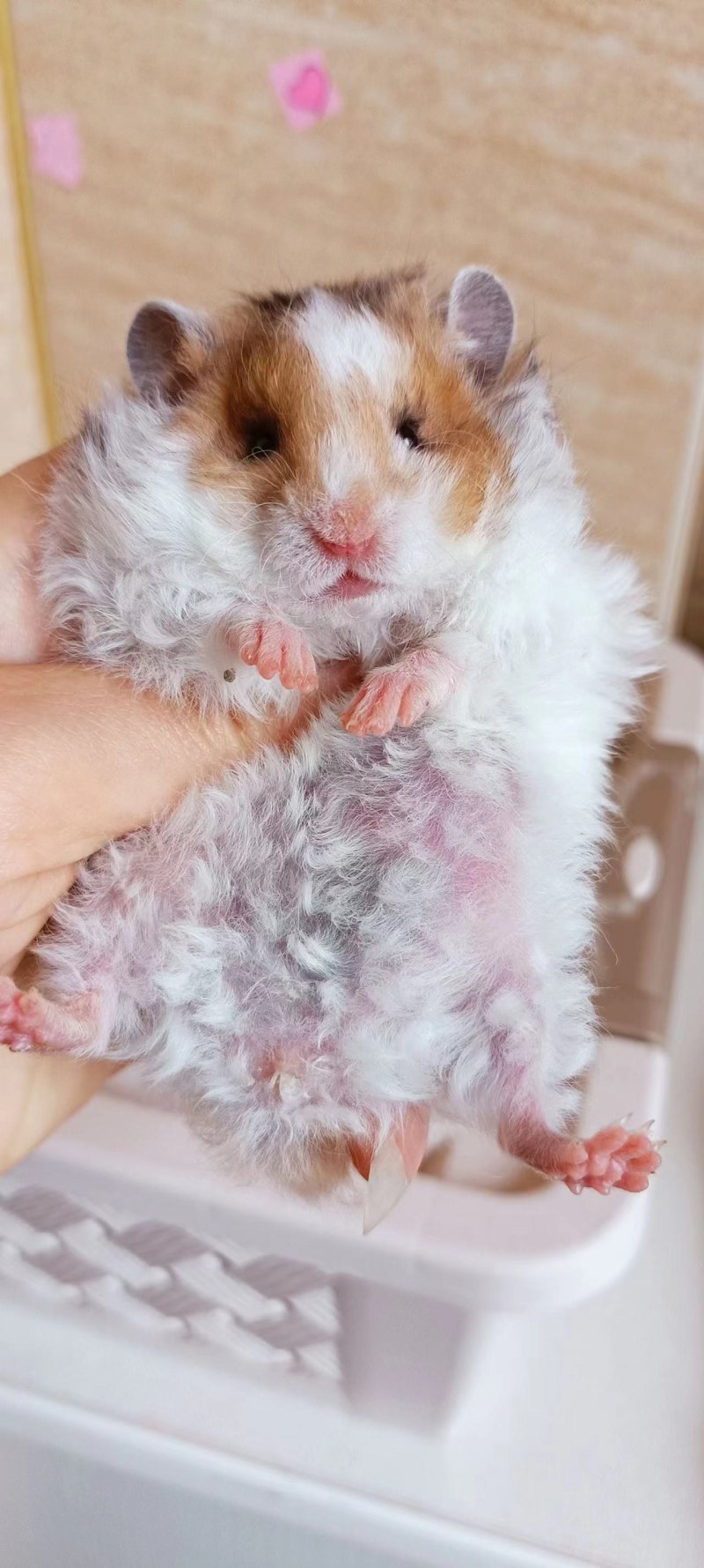 仓鼠