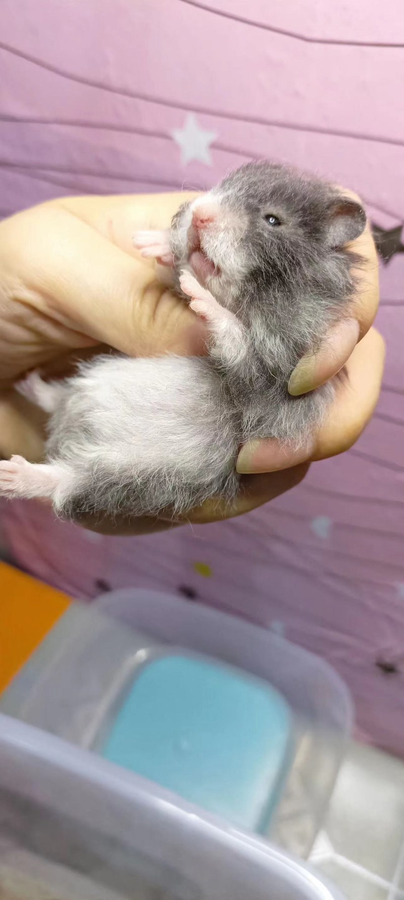 仓鼠