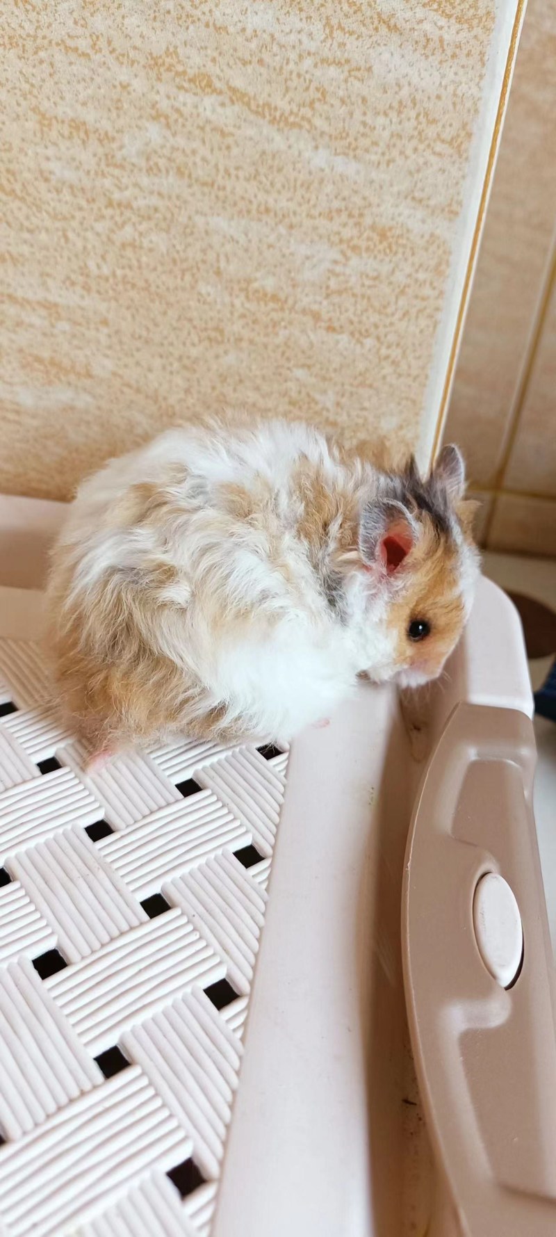 仓鼠