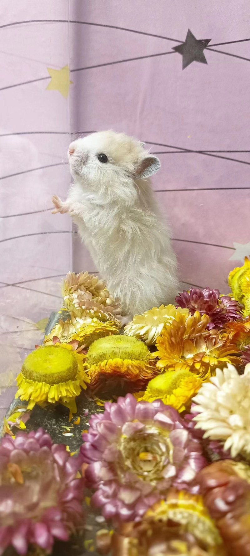 仓鼠