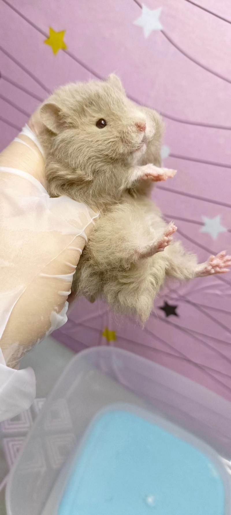仓鼠