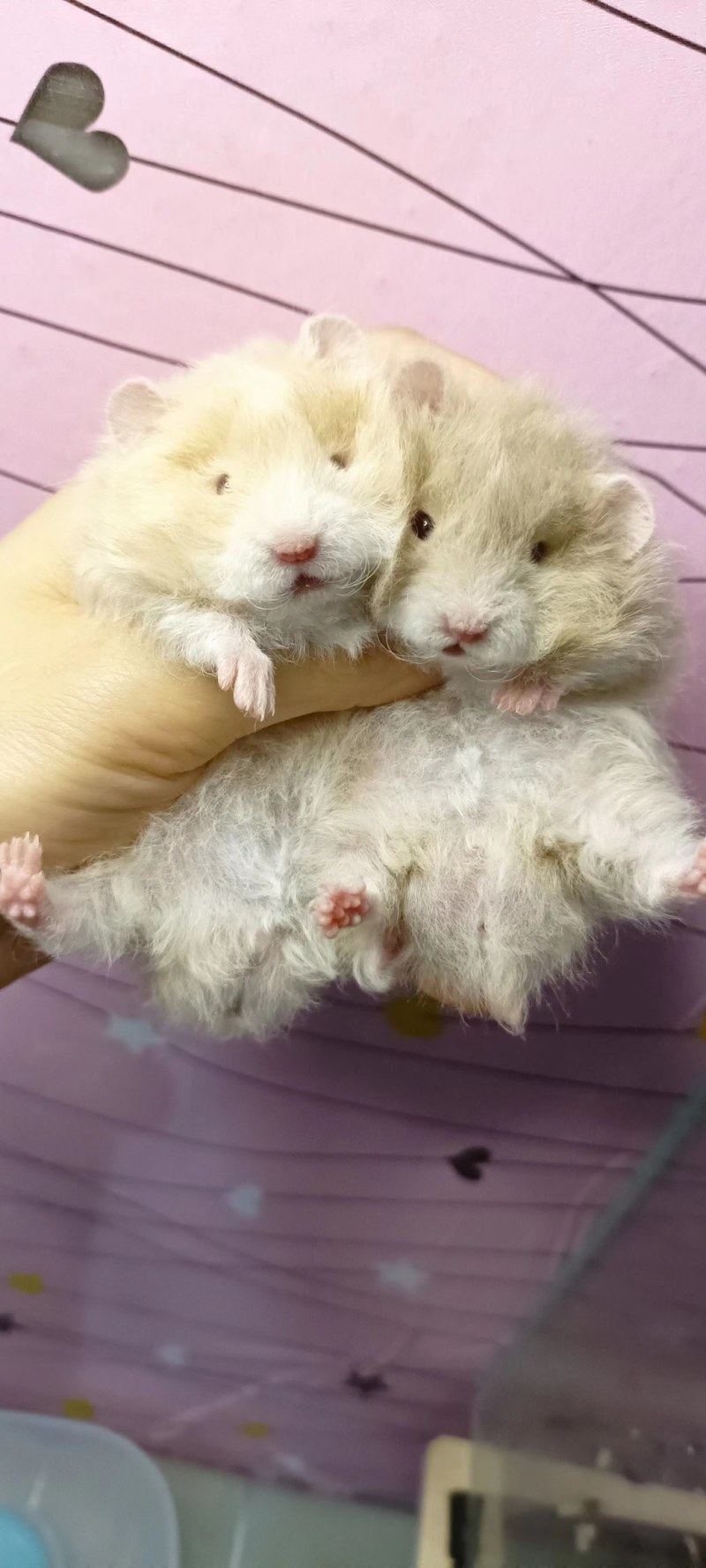 仓鼠