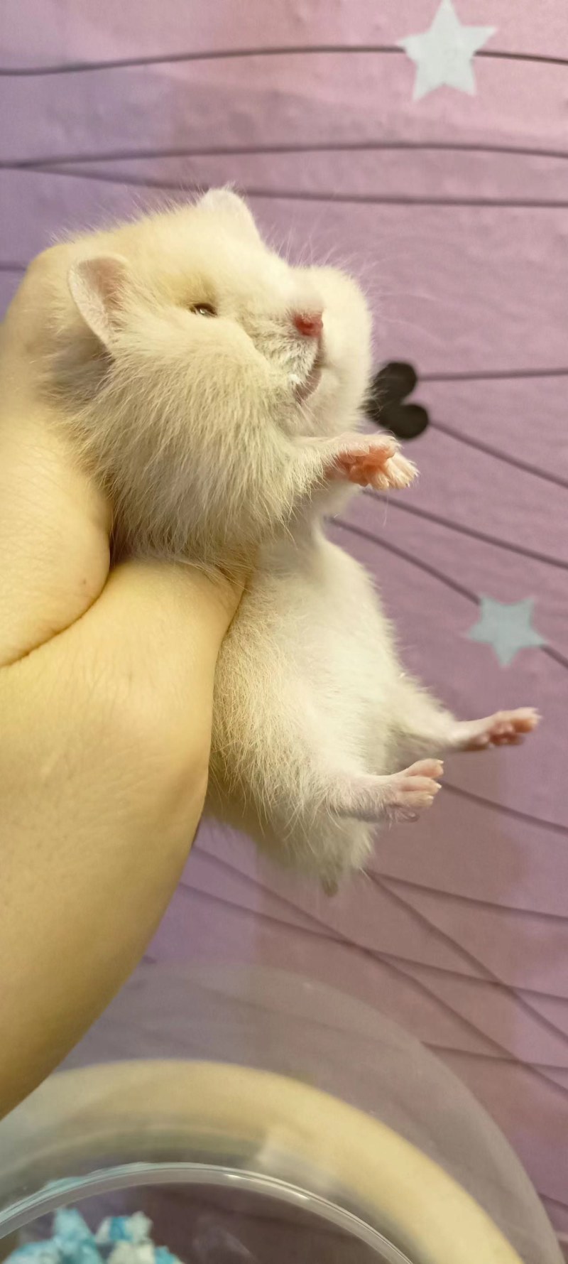 仓鼠