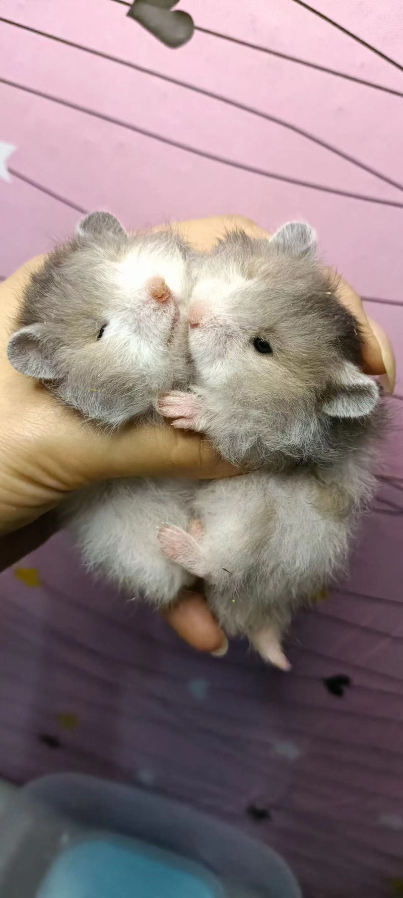 仓鼠