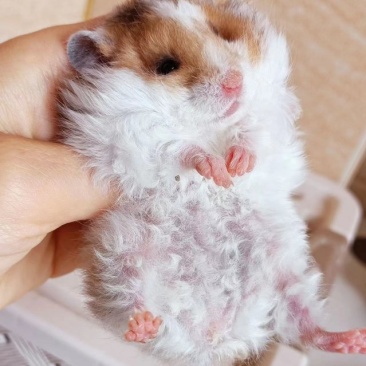 仓鼠