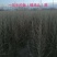 一年生白柠条苗，文冠果苗，山杏，沙棘，沙枣苗