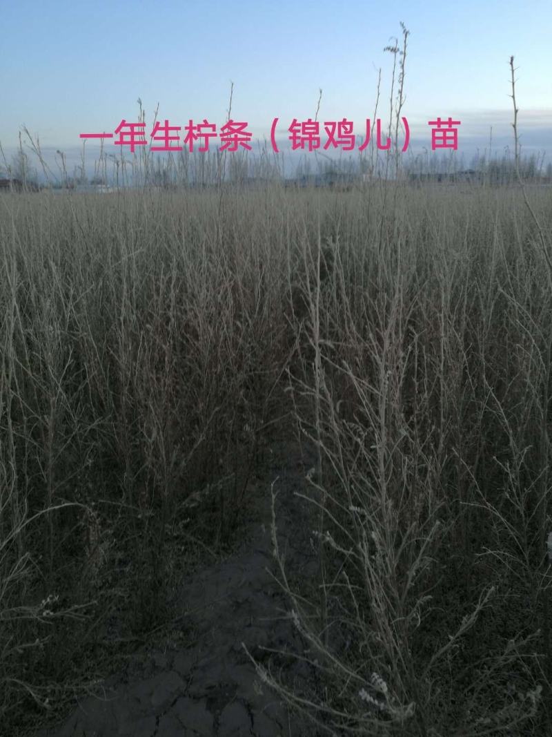 一年生白柠条苗，文冠果苗，山杏，沙棘，沙枣苗