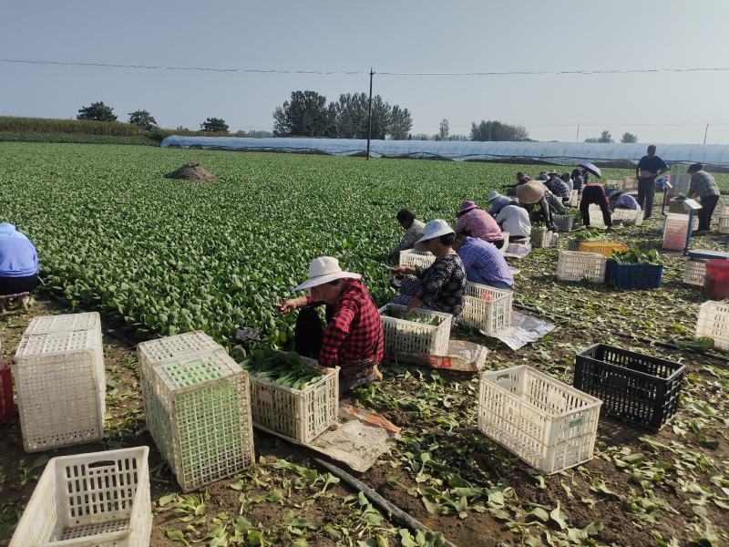 常年供应青菜上海青，全国发货，品质保证，量大从优