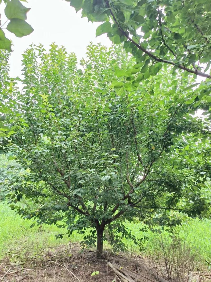 自家苗圃供应8/10/12/15/18公分山杏价格优惠