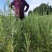 白柠条苗柠条苗产地直供量大