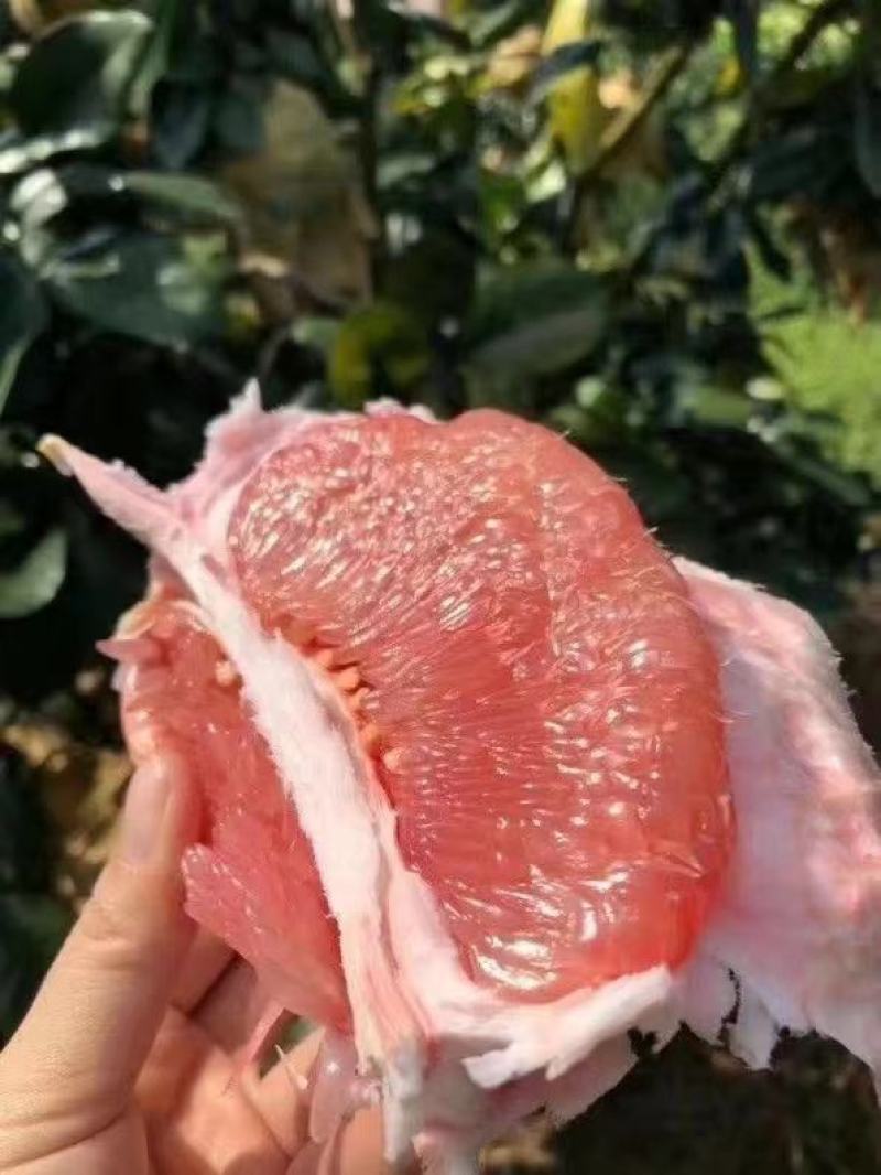 红心柚，精品蜜柚，口感甜蜜，新鲜采摘，地头直供