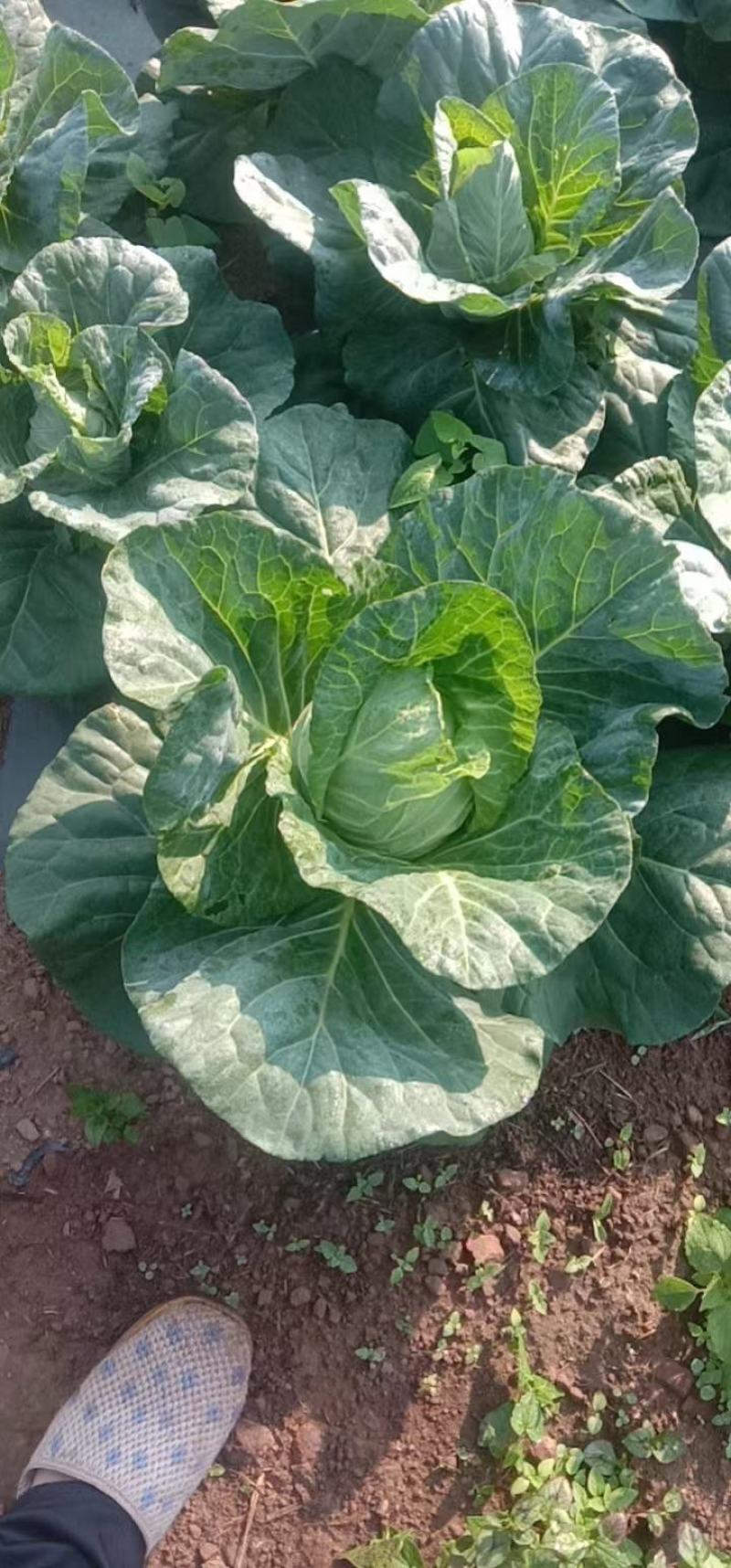 高山冷梁蔬菜