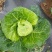 高山冷梁蔬菜