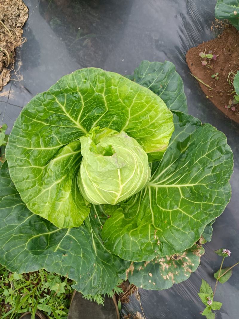 高山冷梁蔬菜