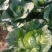 高山冷梁蔬菜
