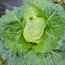 高山冷梁蔬菜