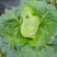 高山冷梁蔬菜