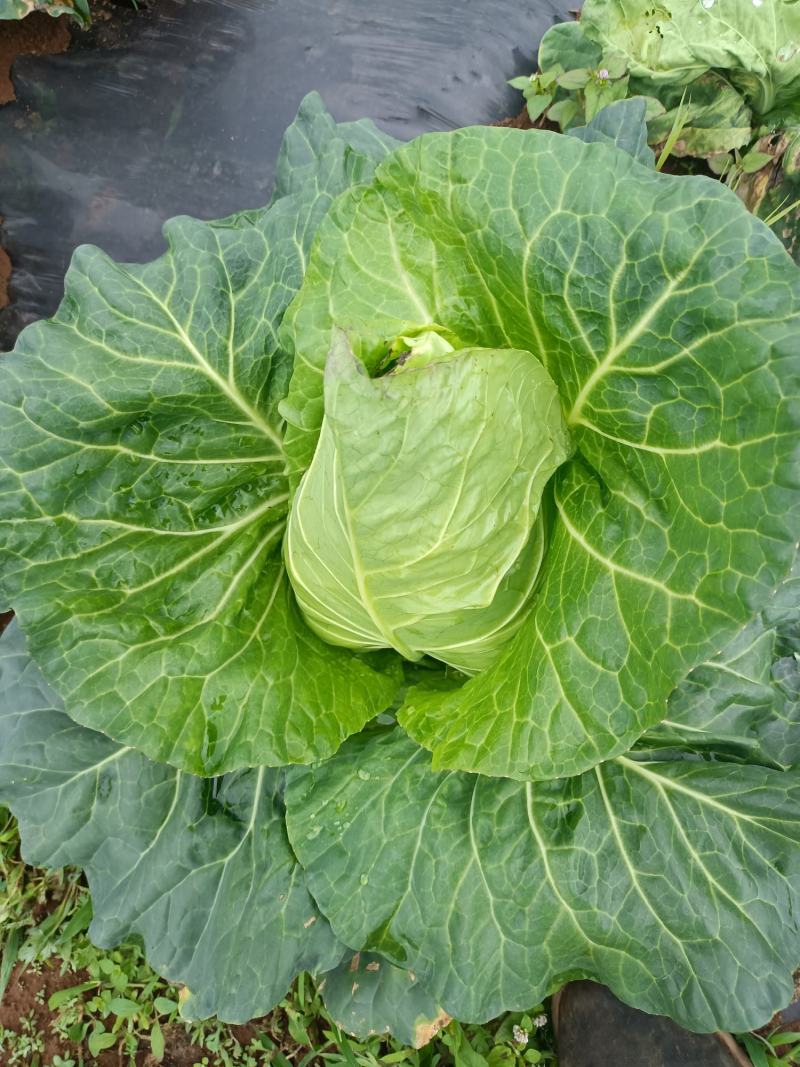 高山冷梁蔬菜