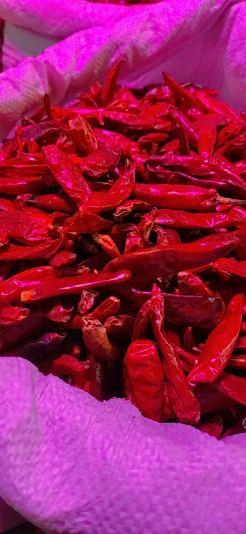 上等河南天鹰小椒，颜色鲜艳良好，几乎无枳，量大聪优