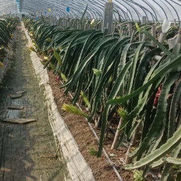 红心火龙果原枝条，都是3年以上老苗，包技术指导，
