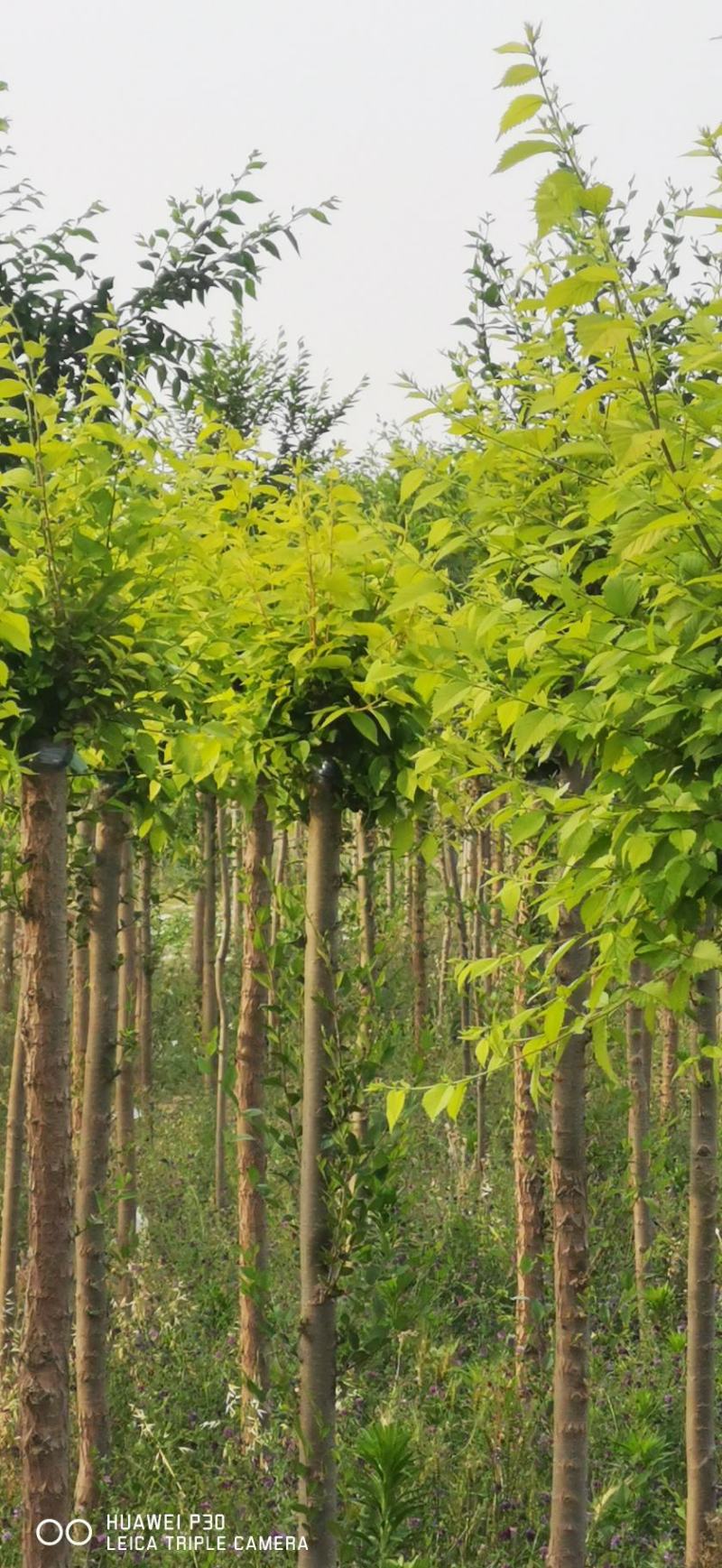 高杆金叶榆（自家地里精品高杆）