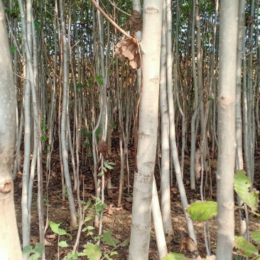 核桃树