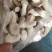 广温品种姬菇大包，又干又白又净保质保量基地直发