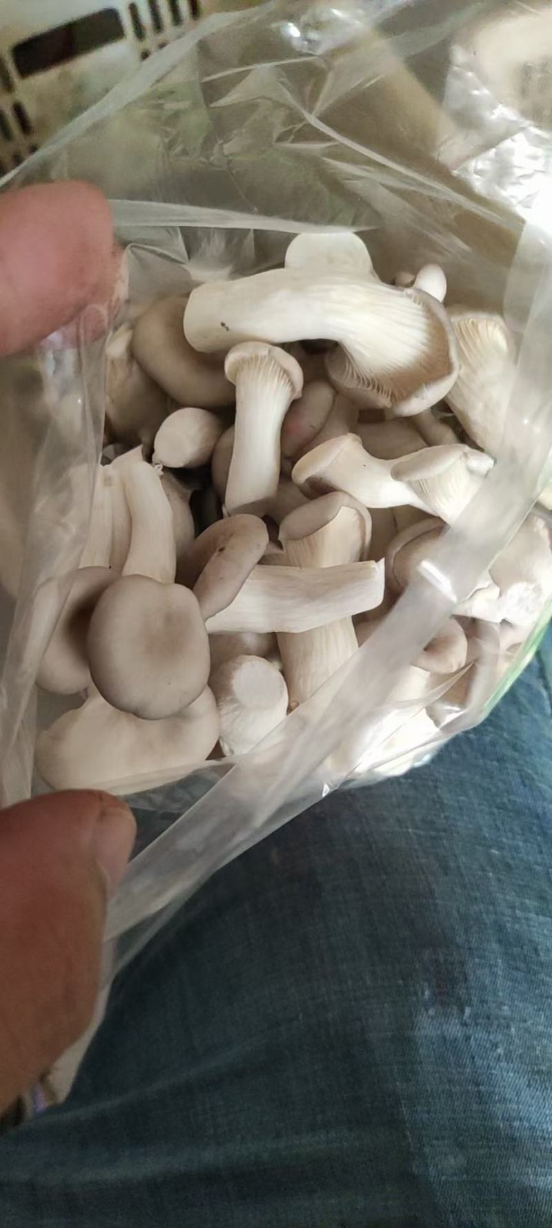 广温品种姬菇大包，又干又白又净保质保量基地直发