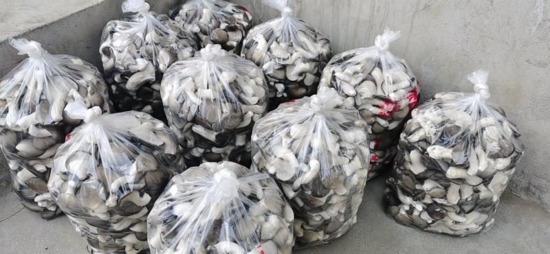 广温品种姬菇大包，又干又白又净保质保量基地直发