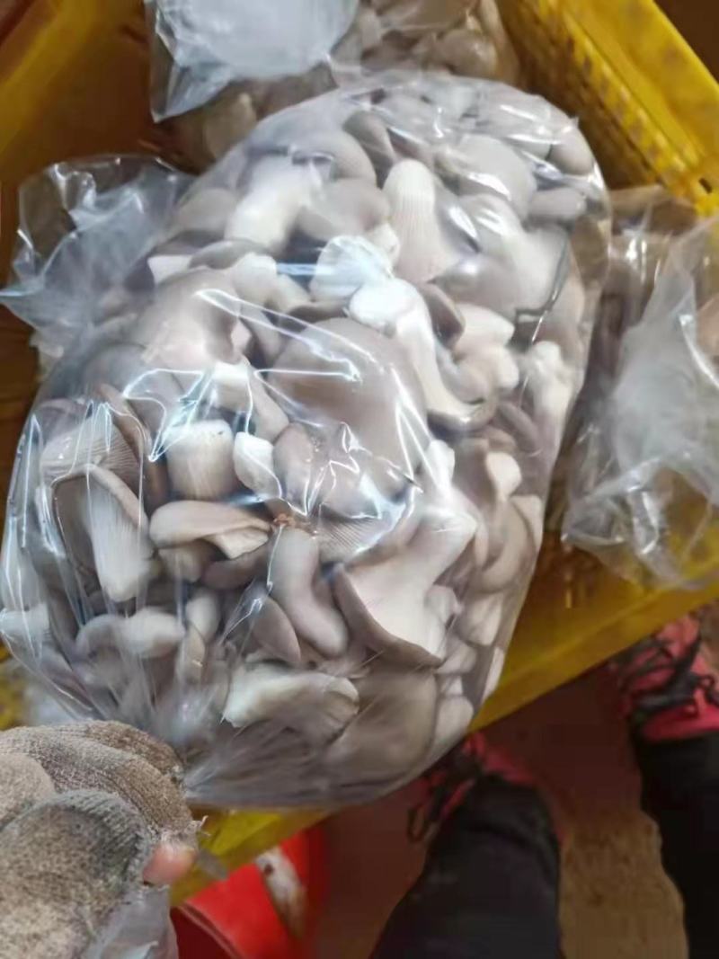 广温品种姬菇大包，又干又白又净保质保量基地直发