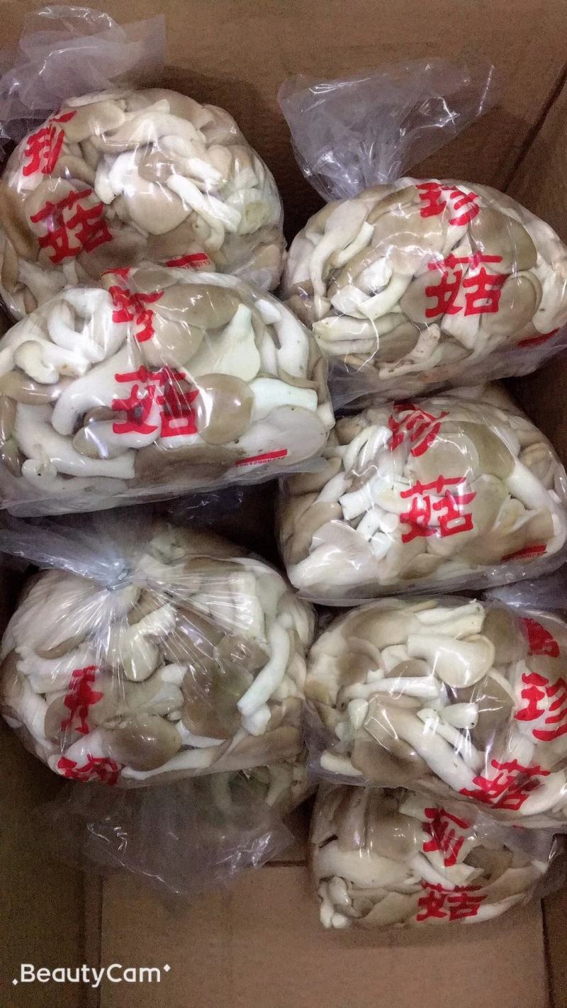 广温品种姬菇大包，又干又白又净保质保量基地直发
