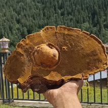 川西高原桑黄特产