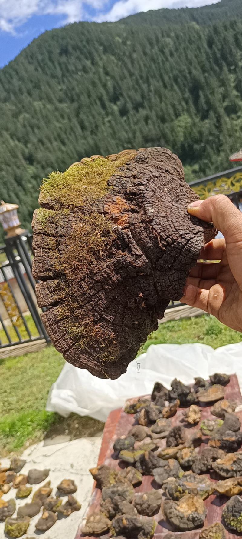 川西高原桑黄特产