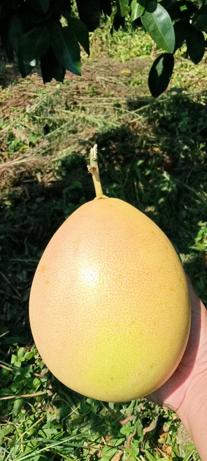 精品蜜柚.红心柚，品种多，电商市场果，大量供应欢迎联系
