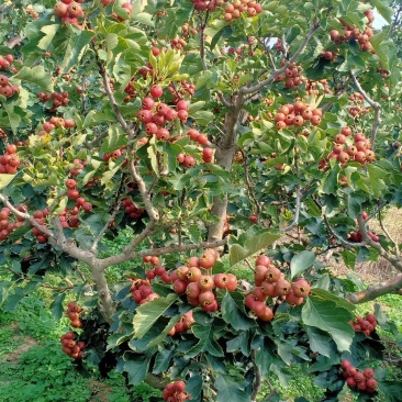 大金星商品山楂