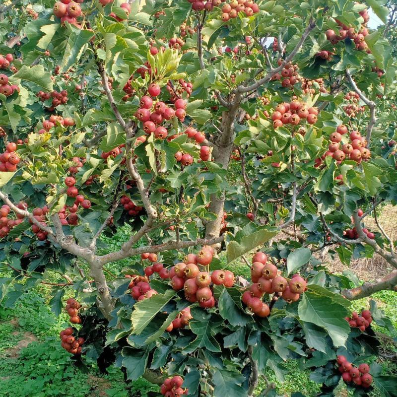 大金星商品山楂