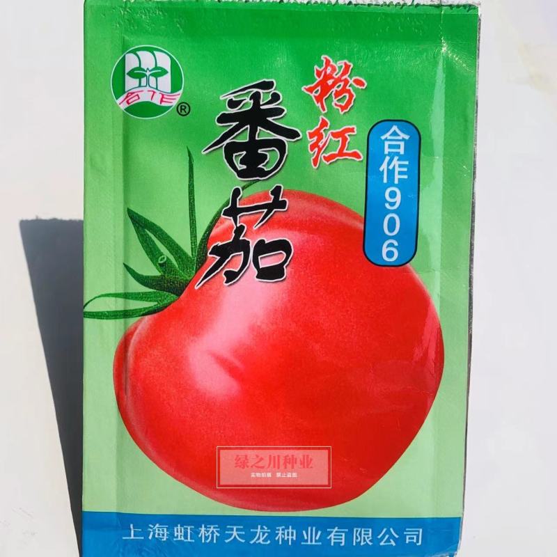 上海合作906粉红番茄种子早熟西红柿种子本地粉番茄自封顶