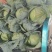 甘蓝