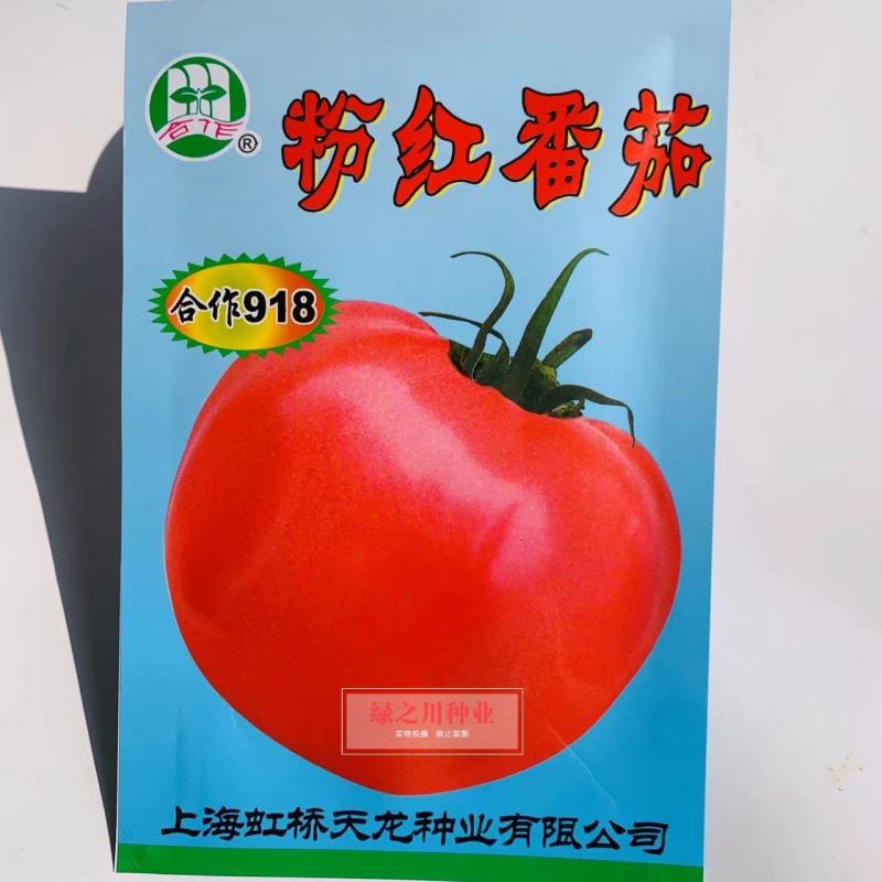 合作918粉红番茄种子中早熟高秧酸甜果高圆西红柿种子