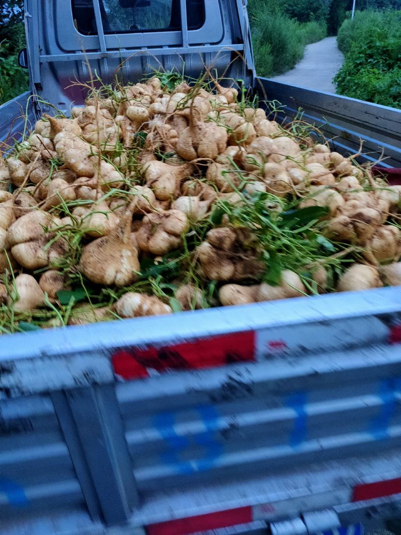 什邡九里埂黄泥巴水果地瓜儿，凉薯，豆薯