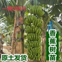香蕉树苗粉蕉红香蕉芭蕉苗批发庭院香蕉树四季挂果南北方种植