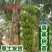 香蕉树苗粉蕉红香蕉芭蕉苗批发庭院香蕉树四季挂果南北方种植