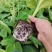 香蕉树苗粉蕉红香蕉芭蕉苗批发庭院香蕉树四季挂果南北方种植