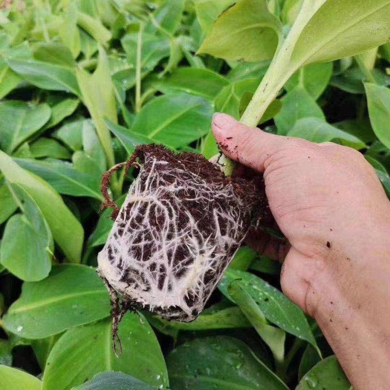 香蕉树苗粉蕉红香蕉芭蕉苗批发庭院香蕉树四季挂果南北方种植