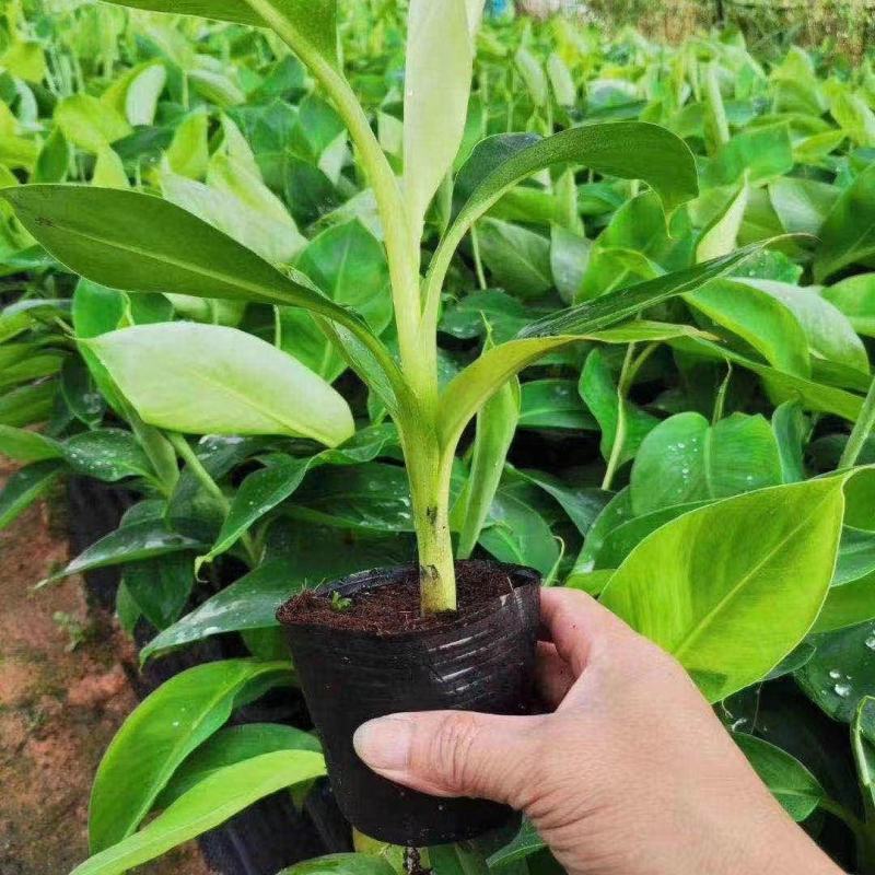 香蕉树苗粉蕉红香蕉芭蕉苗批发庭院香蕉树四季挂果南北方种植