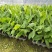 香蕉树苗粉蕉红香蕉芭蕉苗批发庭院香蕉树四季挂果南北方种植